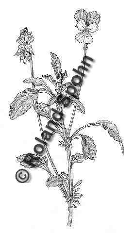 Pflanzenillustration Viola tricolor Illustration Wildes Stiefmtterchen, Dreifarbiges Stiefmtterchen Zeichnung Tuschezeichnung Roland Spohn