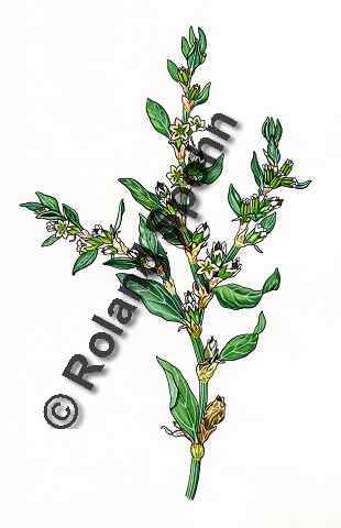 Pflanzenillustration Polygonum aviculare Illustration Vogel-Kn�terich Aquarell Roland Spohn