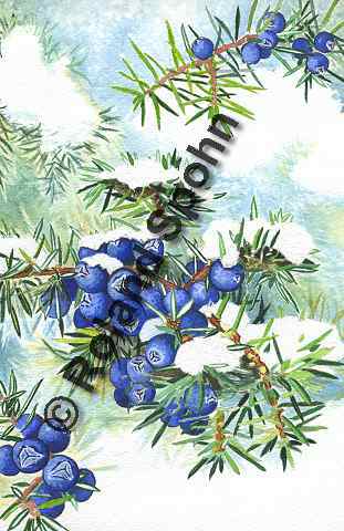 Pflanzenillustration Juniperus communis Illustration Heide-Wacholder Gewhnlicher Wacholder Aquarell Roland Spohn