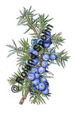 Pflanzenillustration Juniperus communis Illustration Gewhnlicher Heide-Wacholder Aquarell Roland Spohn