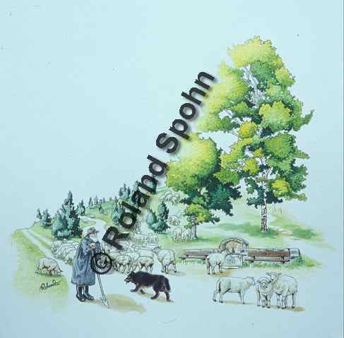 Pflanzenillustration Juniperus communis Illustration Wacholderheide Gew�hnlicher Heide-Wacholder Aquarell Roland Spohn