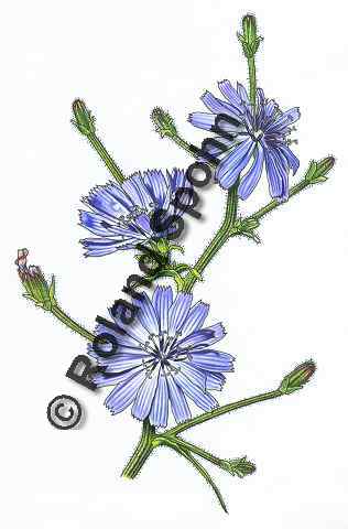 Pflanzenillustration Cichorium intybus Illustration Gew�hnliche Wegwarte Aquarell mit Tusche Roland Spohn
