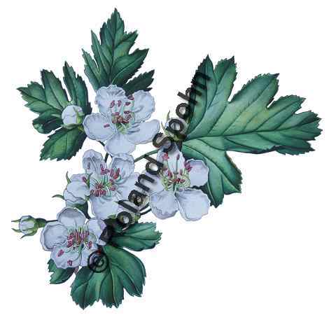 Pflanzenillustration Crataegus monogyna Illustration Eingriffeliger Wei�dorn Aquarell Roland Spohn