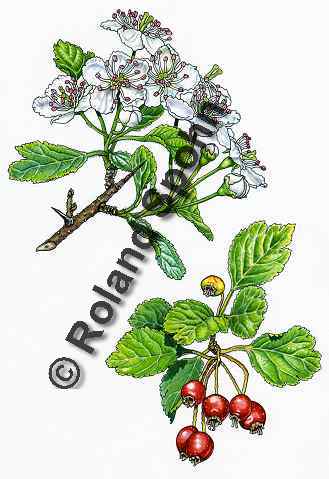 Pflanzenillustration Crataegus laevigata Illustration Zweigriffeliger Weidorn Aquarell mit Tusche Roland Spohn