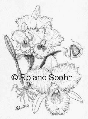 Pflanzenillustration Cattleya Tipper Gore Illustration Zeichnung Tuschezeichnung 		Roland Spohn