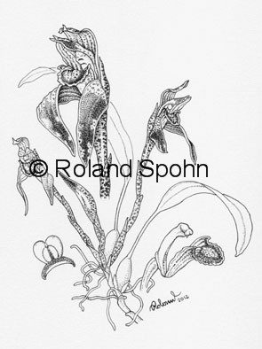Pflanzenillustration Maxillaria gorbatschowii
	Illustration Zeichnung Tuschezeichnung
	Roland Spohn