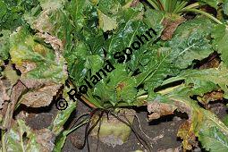 Zuckerrübe, Zucker-Rübe, Beta vulgaris ssp. altissima, Chenopodiaceae, Beta vulgaris var. altissima, Zuckerrübe, Zucker-Rübe, Habitus Kauf von 00024_beta_vulgaris_altissima_dsc_0781.jpg