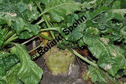 Zuckerrübe, Zucker-Rübe, Beta vulgaris ssp. altissima, Chenopodiaceae, Beta vulgaris var. altissima, Zuckerrübe, Zucker-Rübe, Habitus Kauf von 00024_beta_vulgaris_altissima_dsc_0782.jpg