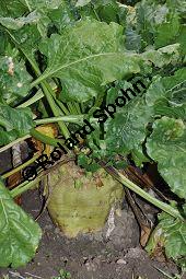 Zuckerrübe, Zucker-Rübe, Beta vulgaris ssp. altissima, Chenopodiaceae, Beta vulgaris var. altissima, Zuckerrübe, Zucker-Rübe, Habitus Kauf von 00024_beta_vulgaris_altissima_dsc_0783.jpg
