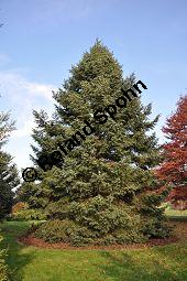 Silber-Tanne, Kolorado-Tanne, Gleichfarbige Tanne, Colorado-Tanne, Abies concolor, Pinaceae, Abies concolor, Silber-Tanne, Kolorado-Tanne, Gleichfarbige Tanne, Colorado-Tanne, Habitus Kauf von 00031_abies_concolor_dsc_1108.jpg