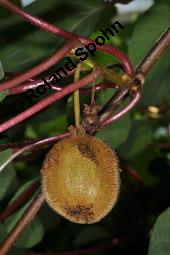 Kiwi, Chinesische Stachelbeere, Actinidia chinensis, Actinidia deliciosa, Actinidia kiwi, Actinidia chinensis, Actinidia deliciosa, Actinidia kiwi, Kiwi, Chinesische Stachelbeere, Actinidiaceae, fruchtend Kauf von 00034_actinidia_chinensis_dsc_7549.jpg