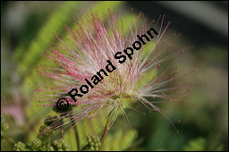 Seidenakazie, Seidenrosenbaum, Albizia julibrissin, Mimosaceae, Albizia julibrissin, Seidenakazie, Seidenflocken-Seidenbaum, Seiden-Akazie, fruchtend Kauf von 00037albizia_julibrissinimg_2920.jpg