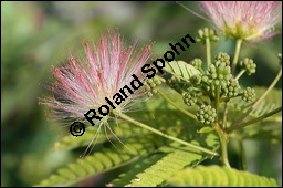 Seidenakazie, Seidenrosenbaum, Albizia julibrissin, Mimosaceae, Albizia julibrissin, Seidenakazie, Seidenflocken-Seidenbaum, Seiden-Akazie, fruchtend Kauf von 00037albizia_julibrissinimg_2921.jpg