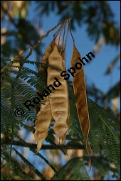 Seidenakazie, Seidenrosenbaum, Albizia julibrissin, Mimosaceae, Albizia julibrissin, Seidenakazie, Seidenflocken-Seidenbaum, Seiden-Akazie, fruchtend Kauf von 00037albizia_julibrissinimg_4829.jpg