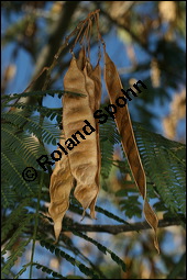 Seidenakazie, Seidenrosenbaum, Albizia julibrissin, Mimosaceae, Albizia julibrissin, Seidenakazie, Seidenflocken-Seidenbaum, Seiden-Akazie, fruchtend Kauf von 00037albizia_julibrissinimg_4830.jpg