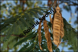 Seidenakazie, Seidenrosenbaum, Albizia julibrissin, Mimosaceae, Albizia julibrissin, Seidenakazie, Seidenflocken-Seidenbaum, Seiden-Akazie, fruchtend Kauf von 00037albizia_julibrissinimg_4831.jpg