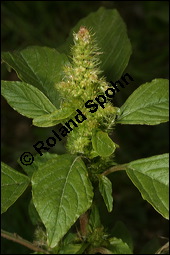 Zurückgekrümmter Fuchsschwanz, Amaranthus retroflexus, Amaranthaceae, Amaranthus retroflexus, Zurückgekrümmter Fuchsschwanz, Acker-Fuchsschwanz, Blühend Kauf von 00043amaranthus_retroflexusimg_2885.jpg