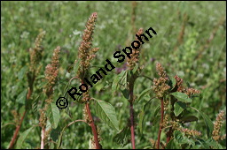 Zurückgekrümmter Fuchsschwanz, Amaranthus retroflexus, Amaranthaceae, Amaranthus retroflexus, Zurückgekrümmter Fuchsschwanz, Acker-Fuchsschwanz, Blühend Kauf von 00043amaranthus_retroflexusimg_4266.jpg