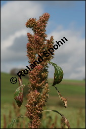 Zurückgekrümmter Fuchsschwanz, Amaranthus retroflexus, Amaranthaceae, Amaranthus retroflexus, Zurückgekrümmter Fuchsschwanz, Acker-Fuchsschwanz, Blühend Kauf von 00043amaranthus_retroflexusimg_4267.jpg