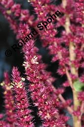 Amaranth, Roter Fuchsschwanz, Amaranthus hybridus var. erythrostachys, Amaranthus hybridus var erythrostachys, Amaranth, Roter Fuchsschwanz, Amaranthaceae, Blühend Kauf von 00044_amaranthus_hybridus_erythrostachys__dsc_6359.jpg