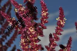 Amaranth, Roter Fuchsschwanz, Amaranthus hybridus var. erythrostachys, Amaranthus hybridus var erythrostachys, Amaranth, Roter Fuchsschwanz, Amaranthaceae, Blühend Kauf von 00044_amaranthus_hybridus_erythrostachys__dsc_6360.jpg