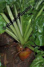 Futter-Rübe, Runkel-Rübe, Beta vulgaris ssp. vulgaris var. rapacea, Beta vulgaris ssp. vulgaris var. crassa, Beta vulgaris ssp. vulgaris var. rapacea, Beta vulgaris ssp. vulgaris var. crassa, Futter-Rübe, Runkel-Rübe, Chenopodiaceae, Vegetativ Kauf von 00065_beta_vulgaris_vulgaris_rapacea_dsc_6352.jpg
