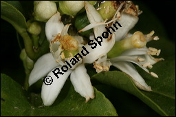 Pomelo, Riesenorange, Pampelmuse, Citrus maxima, Rutaceae, Citrus maxima, Pomelo, Riesenorange, Pampelmuse, Blühend Kauf von 00092citrus_maximaimg_6179.jpg