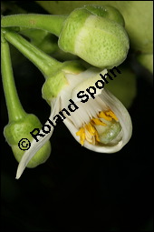 Pomelo, Riesenorange, Pampelmuse, Citrus maxima, Rutaceae, Citrus maxima, Pomelo, Riesenorange, Pampelmuse, Blühend Kauf von 00092citrus_maximaimg_6180.jpg