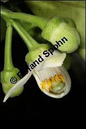 Pomelo, Riesenorange, Pampelmuse, Citrus maxima, Rutaceae, Citrus maxima, Pomelo, Riesenorange, Pampelmuse, Blühend Kauf von 00092citrus_maximaimg_6181.jpg