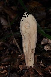 Herkuleskeule, Herkules-Riesenkeule, Clavariadelphus pistillaris, Clavaria pistillaris, Clavariadelphus pistillaris, Clavaria pistillaris, Herkuleskeule, Herkules-Riesenkeule, Basidiomyceten, Fruchtkörper Kauf von 00106_clavariadelphus_pistillaris_dsc_7701.jpg