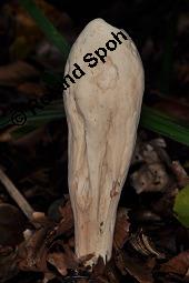 Herkuleskeule, Herkules-Riesenkeule, Clavariadelphus pistillaris, Clavaria pistillaris, Clavariadelphus pistillaris, Clavaria pistillaris, Herkuleskeule, Herkules-Riesenkeule, Basidiomyceten, Fruchtkörper Kauf von 00106_clavariadelphus_pistillaris_dsc_7703.jpg