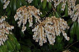 Japanische Lavendelheide 'Red Mill', Weißglockenstrauch 'Red Mill', Pieris japonica 'Red Mill', Ericaceae, Pieris japonica 'Red Mill', Japanische Lavendelheide 'Red Mill', Weißglockenstrauch 'Red Mill', Blühend Kauf von 00118_pieris_japonica_red_mill_dsc_3443.jpg