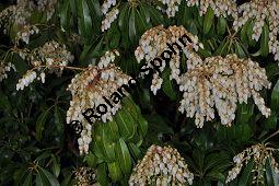 Japanische Lavendelheide 'Red Mill', Weißglockenstrauch 'Red Mill', Pieris japonica 'Red Mill', Ericaceae, Pieris japonica 'Red Mill', Japanische Lavendelheide 'Red Mill', Weißglockenstrauch 'Red Mill', Blühend Kauf von 00118_pieris_japonica_red_mill_dsc_3444.jpg