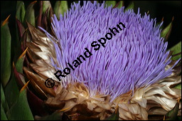 Kardone, Spanische Artischocke, Cardy, Gemüse-Artischocke, Cynara cardunculus, Asteraceae, Cynara cardunculus, Cynara cardunculus ssp. cardunculus, Spanische Artischocke, Kardone, Cardy, Blütenkörbchen Kauf von 00131cynara_cardunculusimg_2505.jpg