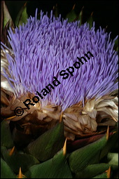 Kardone, Spanische Artischocke, Cardy, Gemüse-Artischocke, Cynara cardunculus, Asteraceae, Cynara cardunculus, Cynara cardunculus ssp. cardunculus, Spanische Artischocke, Kardone, Cardy, Blütenkörbchen Kauf von 00131cynara_cardunculusimg_2506.jpg