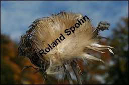 Kardone, Spanische Artischocke, Cardy, Gemüse-Artischocke, Cynara cardunculus, Asteraceae, Cynara cardunculus, Cynara cardunculus ssp. cardunculus, Spanische Artischocke, Kardone, Cardy, Blütenkörbchen Kauf von 00131cynara_cardunculusimg_4579.jpg