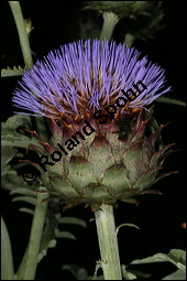 Kardone, Spanische Artischocke, Cardy, Gemüse-Artischocke, Cynara cardunculus, Asteraceae, Cynara cardunculus, Cynara cardunculus ssp. cardunculus, Spanische Artischocke, Kardone, Cardy, Blütenkörbchen Kauf von 00131cynara_cardunculusimg_8777.jpg