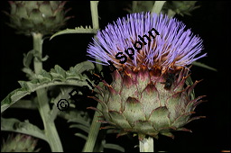 Kardone, Spanische Artischocke, Cardy, Gemüse-Artischocke, Cynara cardunculus, Asteraceae, Cynara cardunculus, Cynara cardunculus ssp. cardunculus, Spanische Artischocke, Kardone, Cardy, Blütenkörbchen Kauf von 00131cynara_cardunculusimg_8778.jpg