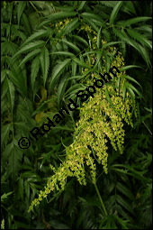 Scheinhanf, Gelbhanf, Streichkraut, Datisca cannabina, Datiscaceae, Datisca cannabina, Scheinhanf, Gelbhanf, Streichkraut, Blühend Kauf von 00135datisca_cannabinaimg_8803.jpg