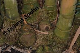 Riesenbambus, Dendrocalamus giganteus, Dendrocalamus giganteus, Riesenbambus, Poaceae, Stammbasis Kauf von 00137_dendrocalamus_giganteus_dsc_4319.jpg