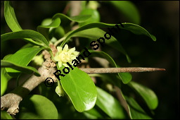 Keiapfel, Dovyalis caffra, Flacourtiaceae, Dovyalis caffra, Aberia caffra, Keiapfel, Kafferpflaume, fruchtend Kauf von 00140dovyalis_caffraimg_3587.jpg