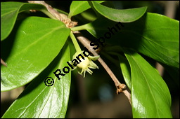 Keiapfel, Dovyalis caffra, Flacourtiaceae, Dovyalis caffra, Aberia caffra, Keiapfel, Kafferpflaume, fruchtend Kauf von 00140dovyalis_caffraimg_3588.jpg