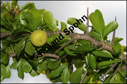 Keiapfel, Dovyalis caffra, Flacourtiaceae, Dovyalis caffra, Aberia caffra, Keiapfel, Kafferpflaume, fruchtend Kauf von 00140dovyalis_caffraimg_3589.jpg