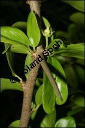 Keiapfel, Dovyalis caffra, Flacourtiaceae, Dovyalis caffra, Aberia caffra, Keiapfel, Kafferpflaume, fruchtend Kauf von 00140dovyalis_caffraimg_3590.jpg