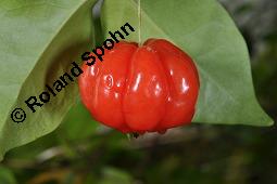 Einblütige Kirschmyrte, Surinam-Kirschmyrte, Eugenia uniflora, Eugenia uniflora, Einblütige Kirschmyrte, Surinam-Kirschmyrte, Myrtaceae, Blühend Kauf von 00148_eugenia_uniflora_dsc_8425.jpg