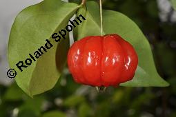 Einblütige Kirschmyrte, Surinam-Kirschmyrte, Eugenia uniflora, Eugenia uniflora, Einblütige Kirschmyrte, Surinam-Kirschmyrte, Myrtaceae, Blühend Kauf von 00148_eugenia_uniflora_dsc_8426.jpg