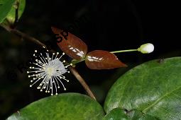 Einblütige Kirschmyrte, Surinam-Kirschmyrte, Eugenia uniflora, Eugenia uniflora, Einblütige Kirschmyrte, Surinam-Kirschmyrte, Myrtaceae, Blühend Kauf von 00148_eugenia_uniflora_dsc_8428.jpg