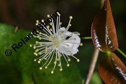 Einblütige Kirschmyrte, Surinam-Kirschmyrte, Eugenia uniflora, Eugenia uniflora, Einblütige Kirschmyrte, Surinam-Kirschmyrte, Myrtaceae, Blühend Kauf von 00148_eugenia_uniflora_dsc_8429.jpg