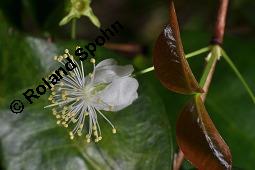 Einblütige Kirschmyrte, Surinam-Kirschmyrte, Eugenia uniflora, Eugenia uniflora, Einblütige Kirschmyrte, Surinam-Kirschmyrte, Myrtaceae, Blühend Kauf von 00148_eugenia_uniflora_dsc_8430.jpg