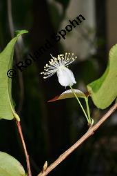 Einblütige Kirschmyrte, Surinam-Kirschmyrte, Eugenia uniflora, Eugenia uniflora, Einblütige Kirschmyrte, Surinam-Kirschmyrte, Myrtaceae, Blühend Kauf von 00148_eugenia_uniflora_dsc_8431.jpg